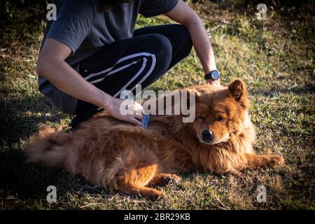 Niedlicher Hund wird an einem sonnigen Tag gebürstet Stockfoto