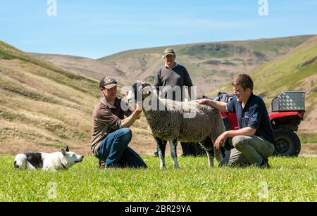 Dunsop Bridge, Lancashire. Mai 2020. Geoff Walker und die Söhne John und Rob bereiten einen ihrer Swaledale Yearling Widder für ein Foto auf Brennand Farm, Dunsop Bridge, Clitheroe, Lancashire. Das Foto wird als Eintritt zu einem Wettbewerb anstelle der Tan Hill Show wegen Coronavirus abgesagt verwendet werden. Quelle: John Eveson / Alamy Live News Stockfoto