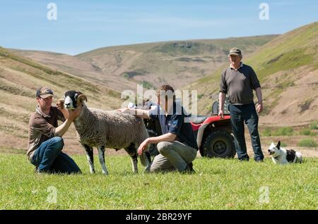 Dunsop Bridge, Lancashire. Mai 2020. Geoff Walker und die Söhne John und Rob bereiten einen ihrer Swaledale Yearling Widder für ein Foto auf Brennand Farm, Dunsop Bridge, Clitheroe, Lancashire. Das Foto wird als Eintritt zu einem Wettbewerb anstelle der Tan Hill Show wegen Coronavirus abgesagt verwendet werden. Quelle: John Eveson / Alamy Live News Stockfoto
