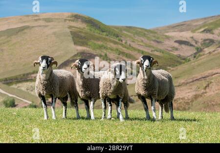 Dunsop Bridge, Lancashire. Mai 2020. Swaledale Yearling rams bereit für ein Foto auf Geoff WalkerÕs Brennand Farm, Dunsop Bridge, Clitheroe, Lancashire. Das Foto wird als Eintritt zu einem Wettbewerb anstelle der Tan Hill Show wegen Coronavirus abgesagt verwendet werden. Quelle: John Eveson / Alamy Live News Stockfoto