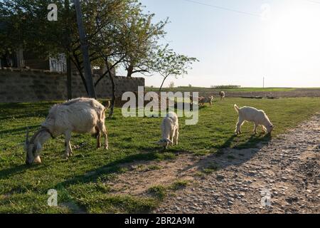 Braune und weiße Ziege im Feld, frei. Steile Ziegen. Ziegen fressen Gras. Ziege auf einer Weide Stockfoto