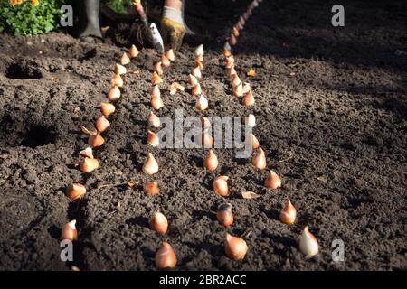 Arbeitnehmer gepflanzten Blumenzwiebeln in der Stadt park Stockfoto