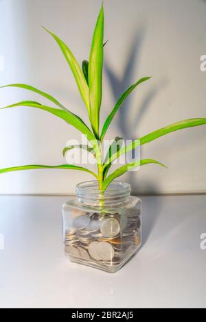 Pflanzen wachsen aus Münzen in einem Glas. Geschäft Geld Wachstum Konzept. Kleiner grüner Baum Blatt wachsen auf viele Münzen in einer Flasche Container mit weißen b Stockfoto