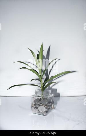 Pflanzen wachsen aus Münzen in einem Glas. Geschäft Geld Wachstum Konzept. Kleiner grüner Baum Blatt wachsen auf viele Münzen in einer Flasche Container mit weißen b Stockfoto