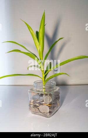 Pflanzen wachsen aus Münzen in einem Glas. Geschäft Geld Wachstum Konzept. Kleiner grüner Baum Blatt wachsen auf viele Münzen in einer Flasche Container mit weißen b Stockfoto