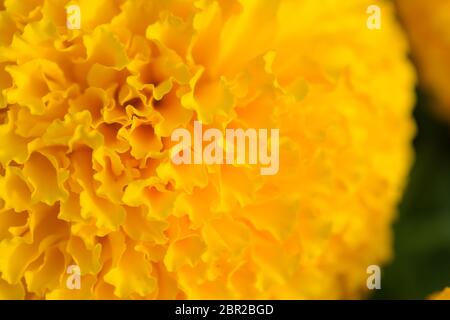 Orange Tagetes Blumenfelder, selektiven Fokus Stockfoto