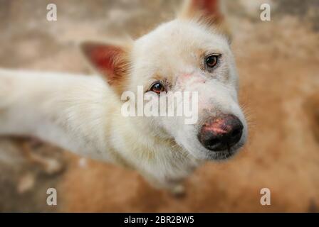 Der Hund Augen voller Fragen und kämpfen will. Er ist auch der beste Freund eines Mannes zu. Stockfoto