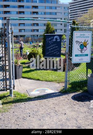 Montreal, Quebec, Kanada. Mai 2020. Der Pré-Carré Gemeinschaftsgarten öffnete gestern seine Tür, so dass die Menschen kommen und an ihren Schotteranlagen arbeiten können. Montreal bleibt das Epizentrum der Pandemie des Landes, was zu einer vorläufigen Eröffnung bestimmter Aktivitäten in dieser Woche führt. Wenn alles weiterhin gut gehen Geschäft mit Straßenzugang wird in der Lage sein, bis nächste Woche zu öffnen. Kredit: Meanderingemu/Alamy Live News Stockfoto