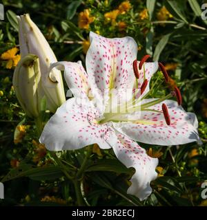 Asiatische Lilie (Lilium asiatische), Nahaufnahme der Blüte Stockfoto