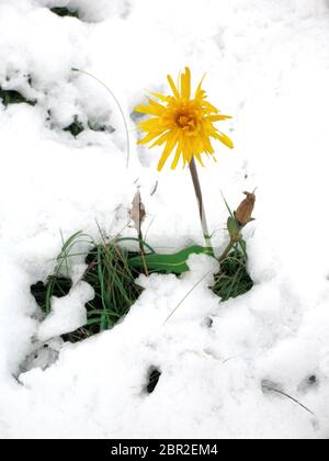 Arnika auf einer schneebedeckten Sommerwiese in den Alpen Stockfoto