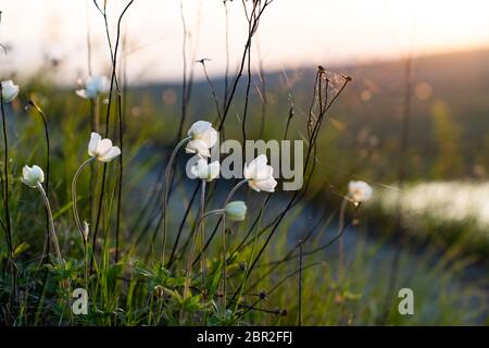 Schöne kleine Frühlingsblumen im grünen Gras Stockfoto