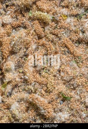 Masse der toten flauschigen weiblichen Kätzchen von Ziegenweide / Salix Caprea im Sonnenlicht auf dem Boden. Medizinische Willow Arten wurden einmal in pflanzlichen Heilmitteln verwendet. Stockfoto