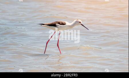 Schwarzflügelstelz, wissenschaftlich als Himantopus himantopus bekannt, der Fische auf einem Teich in Spanien fängt. Seevögel in Spanien, 2019. Ein schwarz geflügelter Stelzengelber Stockfoto