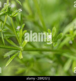 Makro-Foto Nahaufnahme einer einzelnen (winzigen) Blume von Schwanengras / Cleavers / Galium aparine. Junge Blätter können als Überlebensfutter verwendet werden, wenn gekocht. Stockfoto