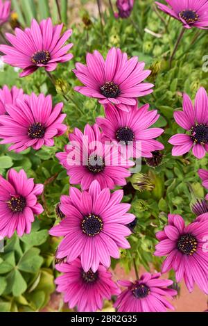 Dimorphothica pluvialis lila Blüten Stockfoto
