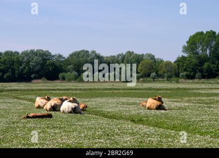 Zur Festlegung der Kühe auf einer Weide in der niederländischen Naturschutzgebiet Hollandse Biesbosch in der Nähe von Dordrecht Stockfoto