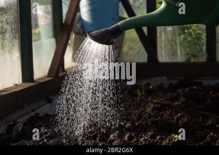Landwirt Bewässerung Tomatensämlinge mit Gießkanne im Frühjahr Gewächshaus. Stockfoto