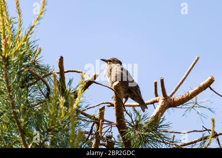 Jungstarling, sturnus vulgaris, sitzt in einer Tanne und wartet darauf, gefüttert zu werden. England Stockfoto