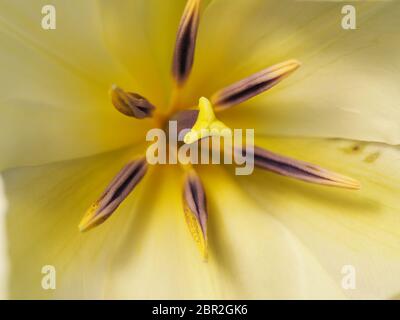 Weiße Tulpe Vollständig Offene Makrofotografie Stockfoto