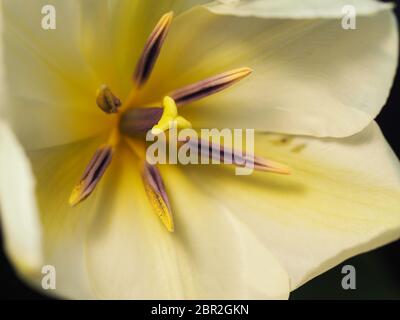 Weiße Tulpe Vollständig Offene Makrofotografie Stockfoto