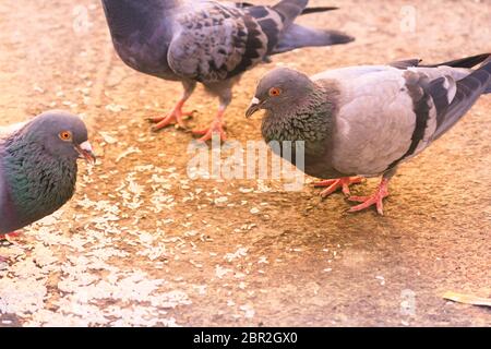 Eine Herde von Tauben in einem Sommer Park sitzen. Graue Taube auf schönen, sonnigen Tag. Freiheit, Frieden Konzept. Selektiver Fokus auf 1 taube Vogel in einer Gruppe. Sna Stockfoto