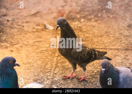 Eine Herde von Tauben in einem Sommer Park sitzen. Graue Taube auf schönen, sonnigen Tag. Freiheit, Frieden Konzept. Selektiver Fokus auf 1 taube Vogel in einer Gruppe. Sna Stockfoto