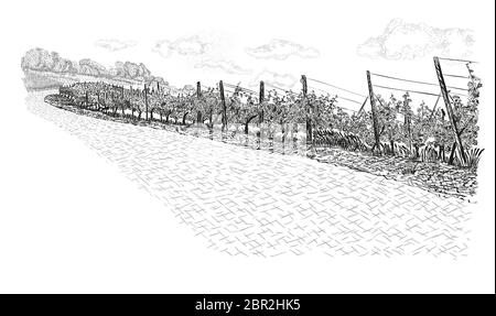 Landschaft von Weinberg mit Wolken am Himmel. Vektorgrafik im Skizzenstil isoliert. Stock Vektor