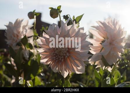 Cafe au Lait Dahlien Stockfoto