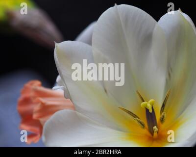 Weiße Tulpe Vollständig Offene Makrofotografie Stockfoto