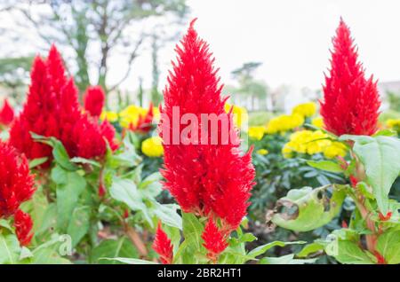 Nashornvogel Blume oder Chinesischen Wolle Blume im Garten. Nashornvogel Blume oder Chinesischen Wolle Blume und gelbe Ringelblume. Schöne Nashornvogel oder Chinesischen Wolle für Stockfoto