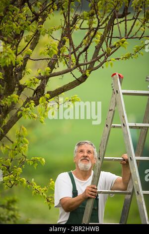 Senior Mann im Garten (Farbbild), kümmert sich gut um seine Obstbäume von einer Leiter Stockfoto