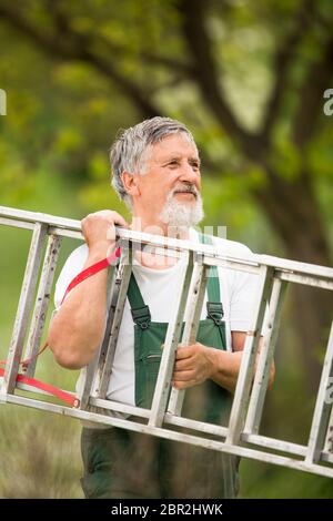 Senior Mann im Garten (Farbbild), kümmert sich gut um seine Obstbäume von einer Leiter Stockfoto