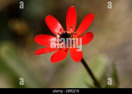 Rote Blume. Fasanenauge (Adonis flammea) . Stockfoto