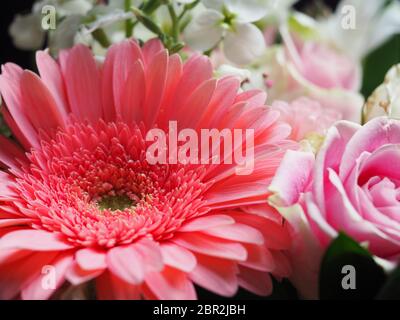 Gerbera Daisy Gemischter Bouquet Stockfoto