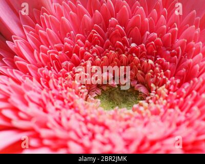 Gerbera Daisy Makro Stockfoto