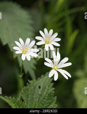 Nahaufnahme der weißen Blüten von Großstitchwort / Stellaria holostea im Frühsommer. Heckenverwandte von Chickweed / Stellaria media. Heilpflanze Stockfoto