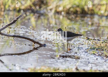 Solitärstrandläufer (Tringa solitaria) Stockfoto