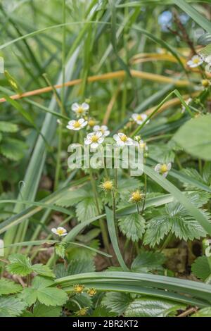 Kleine Fleck von Erdbeerpflanzen wächst unter Heckengräsern. Könnte eine echte Wild Strawberry / Fragaria vesca sein, obwohl Blätter und Blumen ein wenig groß sind Stockfoto