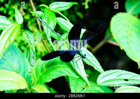 Makro Bild der Gefleckte blaue Farbe Grasshopper (Wissenschaftlicher Name: Aularches miliaris) oder Dragon-fly auf Zweig auf natürliche Hintergrund isoliert. Insekt Ani Stockfoto