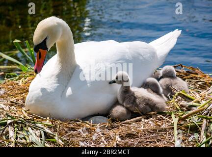 East Lothian, Schottland, Vereinigtes Königreich. Mai 2020. UK Wetter: Vier neu geschlüpfte Schwanenschweine genießen die Sonne nach dem Schlüpfen vor 2 Tagen bei viel kälterem Wetter. Sie schmiegen sich neben das Schwanenweibchen in ihr Nest. Zwei Eier bleiben im Nest, die nicht geschlüpft sind Stockfoto