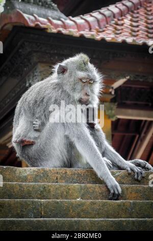 Affen auf einem Tempel Dach im Heiligen Affenwald, Ubud, Bali, Indonesien Stockfoto