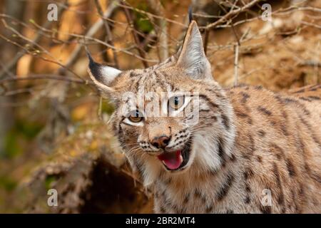 Detail der Eurasische Luchs auf der Suche auf der Suche nach Beute mit offenem Mund. Lächelnd glücklich Tier in der Natur. Stockfoto