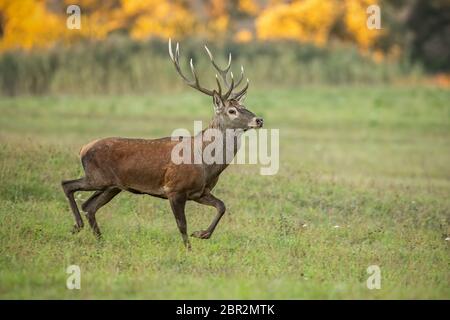 Rehe, Hyla arborea, Buck im Sommer. Wildes Tier mit Platz um nähern. Natur von Säugetier zu Fuß auf einer Wiese mit Blumen. Stockfoto