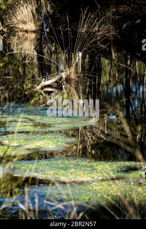 Wasserlandschaft in Pietzmoor bei Schneverdingen Stockfoto