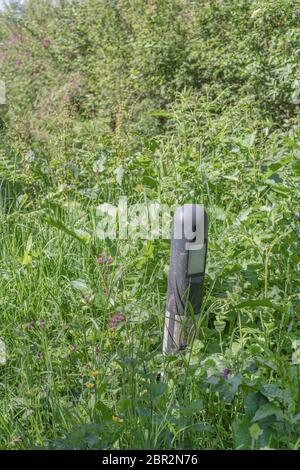 Masse von Straßenrand Unkraut verschlingen reflektierende Marker in Gras Rand der Landstraße Metapher überwuchert, überschwemmt, Unkraut, auf allen Seiten umgeben Stockfoto