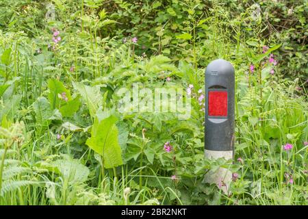 Masse von Straßenrand Unkraut verschlingen reflektierende Marker in Gras Rand der Landstraße Metapher überwuchert, überschwemmt, Unkraut, auf allen Seiten umgeben Stockfoto