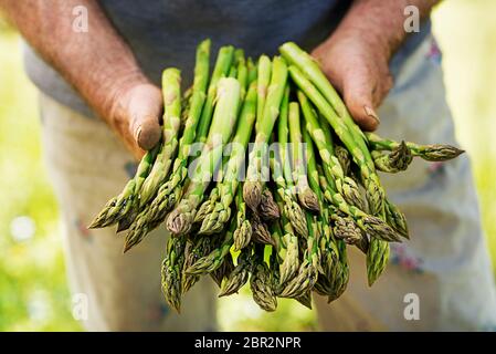 Spargel. Frischen Spargel. Grüner Spargel. Spargel in die Hände eines Bauern Stockfoto