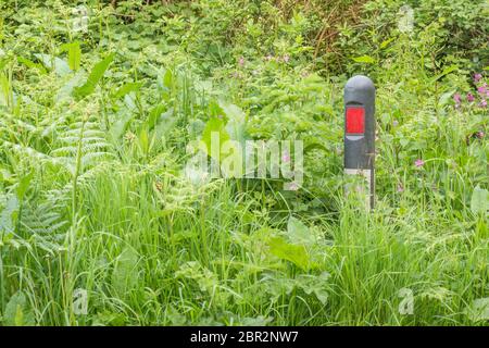 Masse von Straßenrand Unkraut verschlingen reflektierende Marker in Gras Rand der Landstraße Metapher überwuchert, überschwemmt, Unkraut, auf allen Seiten umgeben Stockfoto