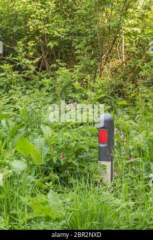 Masse von Straßenrand Unkraut verschlingen reflektierende Marker in Gras Rand der Landstraße Metapher überwuchert, überschwemmt, Unkraut, auf allen Seiten umgeben Stockfoto