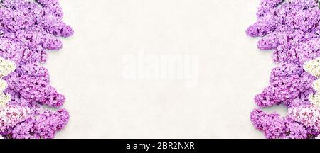 Hintergrund Frühling. Banner. Lila Blumen Rand auf weißem Hintergrund. Flach liegend, Draufsicht. Platz für Text kopieren. Grußkarte Stockfoto